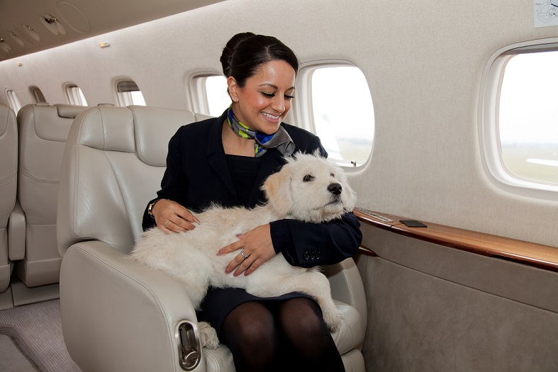Можно с собакой в самолет. Животные в самолете. Питомец в самолете. Самолет с животными. Собаки в бизнес самолете.