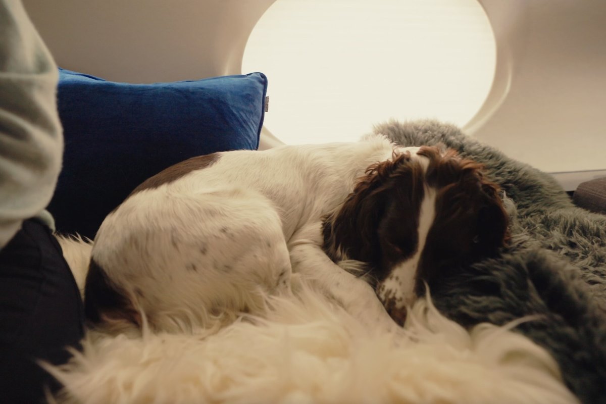 Vicuna Air предлагает чартеры, позволяющие перевозить животных без хозяев